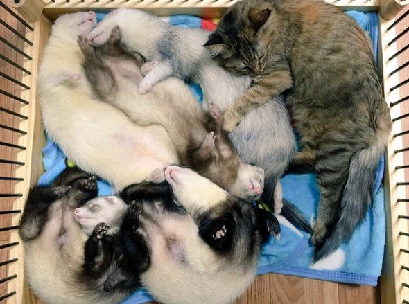 どうしてもブランケットの上で寝たいフェレットちゃんたち！ あれ1匹なにか混ざってるゾ…？