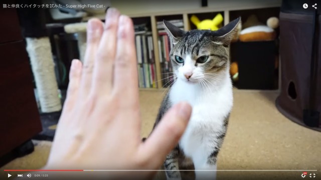猫とハイタッチに挑戦したら