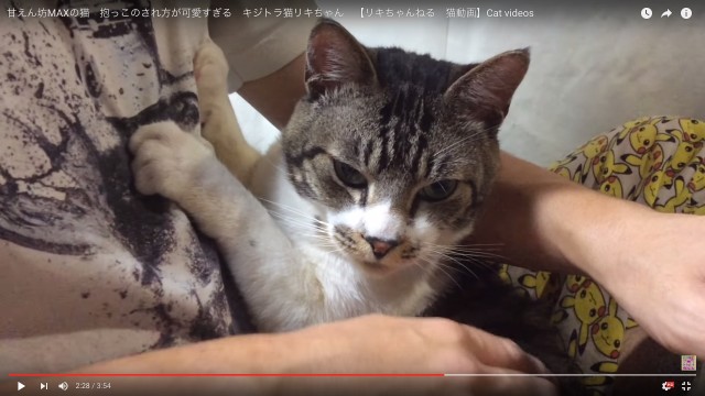 グーパーしてパパさんをもみもみ♪「猫の甘えん坊グランプリ」があったら優勝しそうなニャンコさんがとことん甘えん坊すぎる件