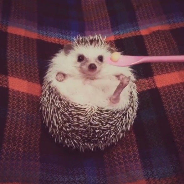 りんごの魔法で両足にょきっ〜!! 丸まったハリネズミに大好物をあげたらとっても可愛かった件