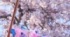 蛍光ピンクで塗った「HG 1/144 ガンダムバエル［クリアカラー］」。透明感と桜の花が絶妙にマッチ
