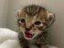 保護当時の子猫
