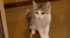 子猫が揺れるおもちゃで遊んでいると……