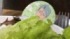 緑のおじさんのコラボフードが……