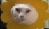 背脂コッテリな猫ちゃん