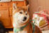 画像はイメージです（画像：写真AC）