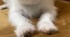 マムシにかまれた1週間後……