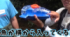 ダイソーのおもちゃを入れてみたら……