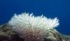 Wikimedia CommonsBleached colony of Acropora coral Vardhanjpפΰ