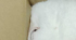 ͥʥܡ˥