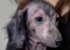 “全身ハゲ”の捨て子犬