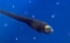 捕獲したライギョの稚魚