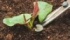ハサミでそっと切ると……