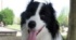 愛犬と散歩→帰ってきて、スマホを見てみたら……