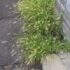 雑草対策で観葉植物を植えたら……