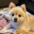 生まれたときから犬と一緒の赤ちゃん→1年後……