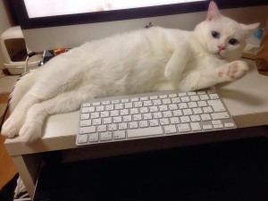 「ぃよ!」人間臭いネコが話題