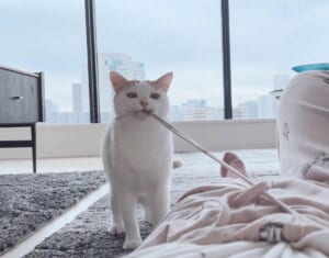 飼い主さんのウエスト紐をほどいて「ドヤ」 元保護 …