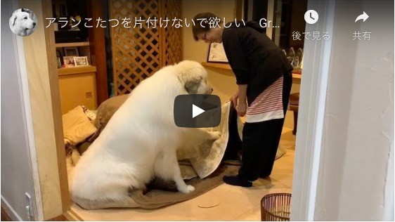オオトカゲ タヌキから超大型犬まで おうち時間で癒される 珍しいペット動画 のススメ Mixiニュース オオトカゲ タヌキから超大型犬まで おうち時間で癒される 珍しいペット動画 のススメ Mixiニュース