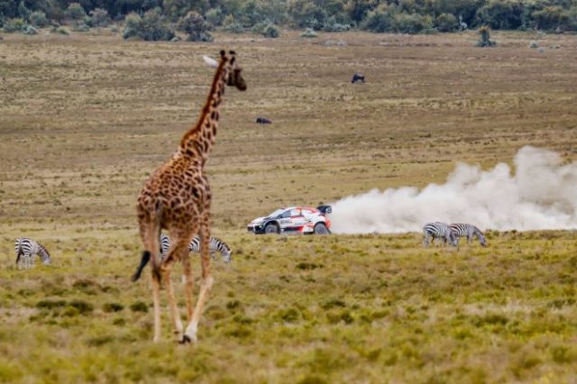 東アフリカのケニアが舞台となった2022年WRC第6戦サファリ・ラリー・ケニアを制したカッレ・ロバンペラ(トヨタGRヤリス・ラリー1)