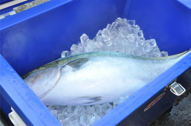 日本で最も美しい村の1つ「伊根町」でいただく鰤しゃぶが最高な件