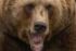 全国で続出するクマ被害
