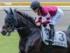神戸新聞杯2025に出走予定のエリキング(今年6月撮影、ユーザー提供：岡部さん)