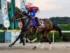 サキドリトッケン(提供：佐賀県競馬組合)