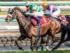 25年の中山記念はシックスペンスが制した(25年3月撮影、ユーザー提供：旅っ程さん)