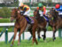桜花賞が行われた阪神競馬場(c)netkeiba