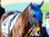 3歳未勝利に出走予定のスワーヴマルス(今年1月撮影、ユーザー提供：淳。さん)