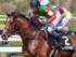 4歳上2勝クラスに出走予定のアルマデオロ(今年4月撮影、ユーザー提供：らるぜとさん)