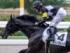 4歳上1勝クラスに出走予定のディープキング(24年7月撮影、ユーザー提供：h.さん)