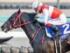 4歳上2勝クラスに出走予定のショウナンマクベス(24年12月撮影、ユーザー提供：つぶ貝さん)