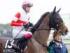 4歳上1勝クラスに出走予定のダノンブランニュー(25年10月撮影、ユーザー提供：MITAKEさん)