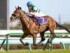 新種牡馬の一頭エフフォーリア(撮影：下野雄規)