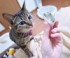 「今晩はコレにする！」不思議な部品をベッドに運んできたランちゃん（画像提供：みぃさん）
