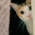 「猫 VS 人間」の負けられない戦いが今始まる！（画像提供：セルゥゥゥゥァァァァァさん）