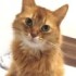 しぴこめさんの愛猫、しぴちゃん（左）とおこめくん（右）（画像提供：しぴこめさん）※一部トリミング
