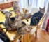 ダイニングテーブルの上に大集合したキジトラ猫さんたち（画像提供：はるとさん）
