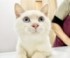 ブルーアイのかわいい子猫、こんこん