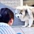 「もしや…それは水？」 腰が引けてしまったフブキくん（画像提供：アラスカンマラミュート フブキさん）