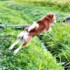 散歩中、大ジャンプ！ 側溝を飛び越えて、前方の更地へ（画像提供：柴犬ティーくん＆パパさん）