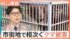 TBS NEWS DIG