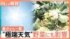 TBS NEWS DIG