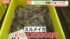 TBS NEWS DIG