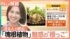 TBS NEWS DIG