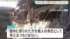 TBS NEWS DIG