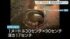 TBS NEWS DIG