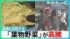TBS NEWS DIG